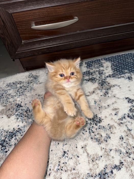 Shotlandskiy mushukchalar