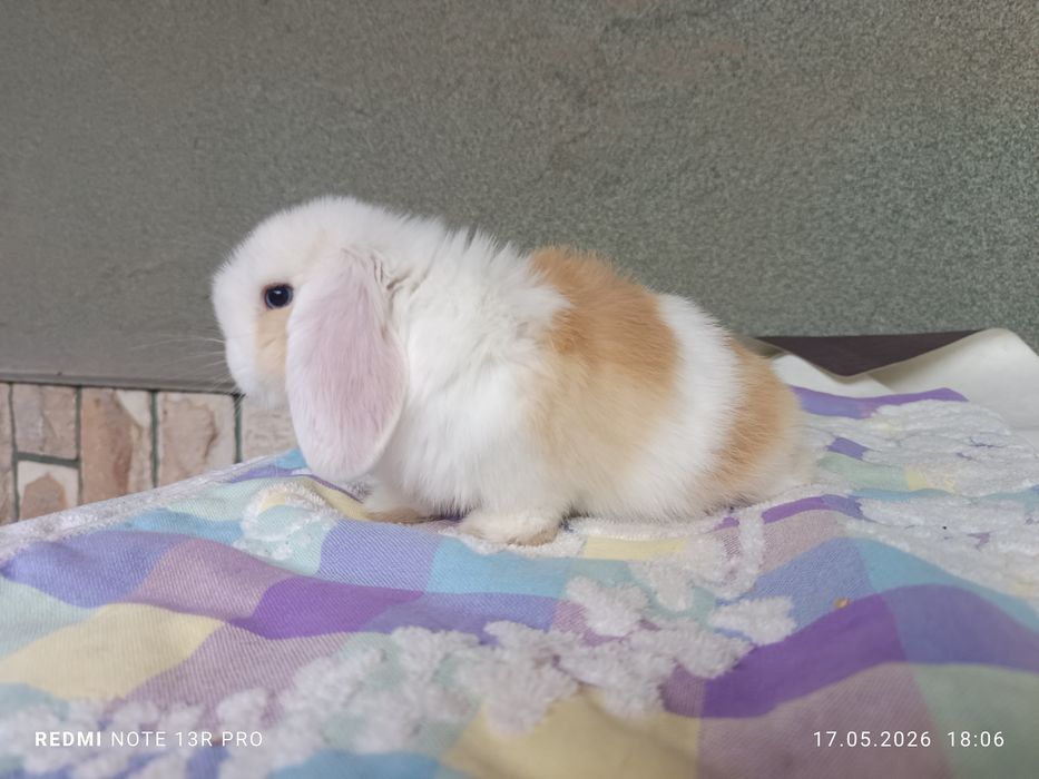 Карликовый кролик