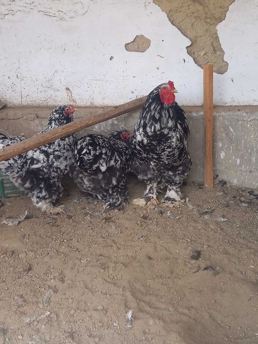 Светлый мрамор курапатка тухумлари сотилади донаси 10000сумдан