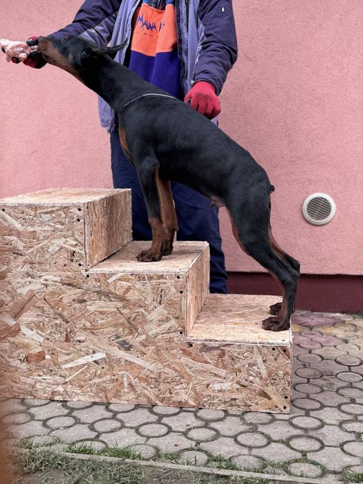 Căței Doberman cu pedigree