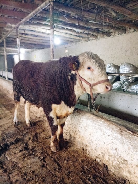 Продам бык гренфорд