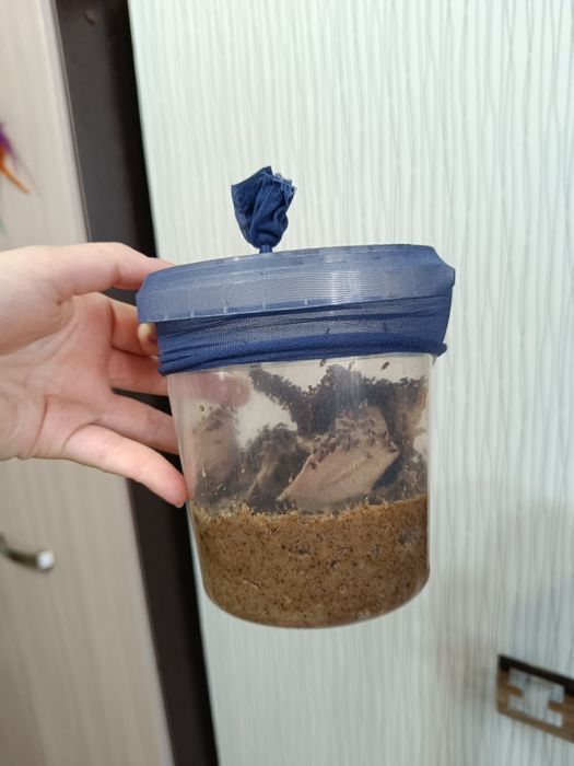 Мушка дрозофила НЕЛЕТАЮЩАЯ