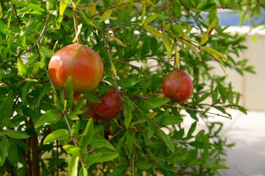 Нар. Аклиматизирани фиданки  .