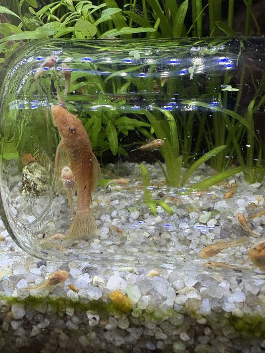 анциструс супер ред