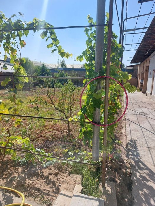 Qibray tumani  Madaniyat shaxarchasi