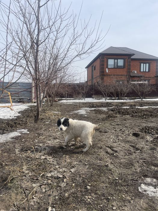 продам собаку Алабай