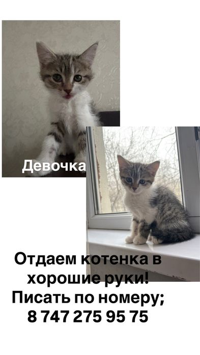 Отдаем котенка в хорошие руки!