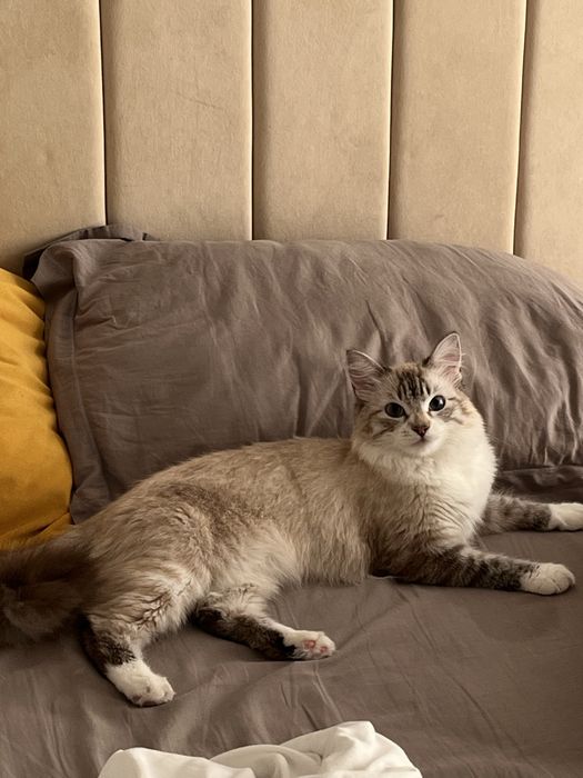 Продам кошку срочно