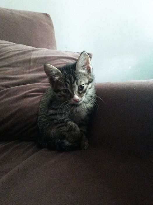 Отдам котят в хорошие руки