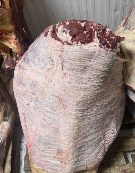 Мясо говядина конина