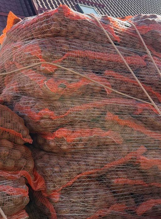 Cartofi roșii/albi - consum/sămânță