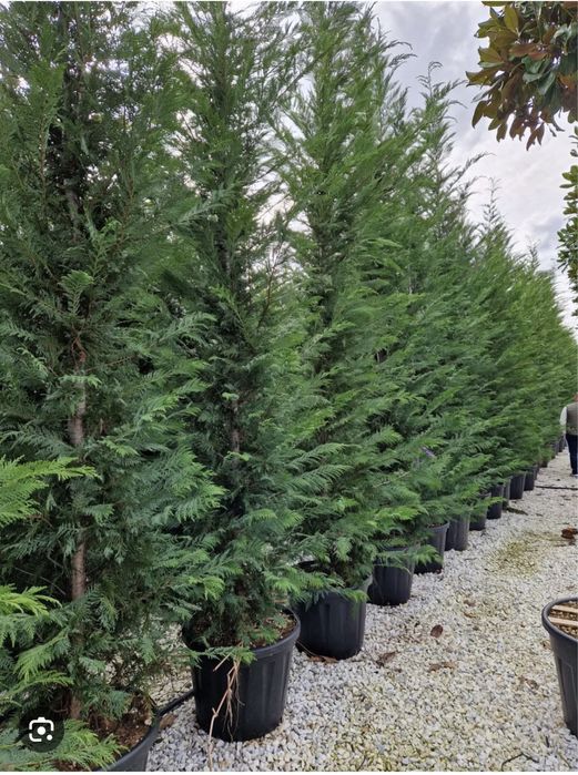 Vindem Leylandii transport gratuit