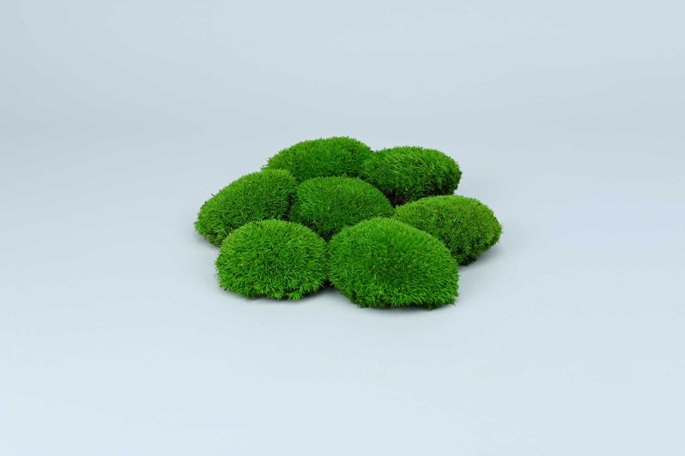 Muschi si licheni premium Timisoara