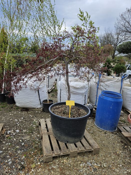 Mesteacan  betula pendula copaci