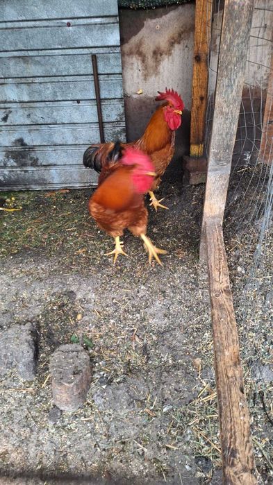 Vand cocoși de 1 an