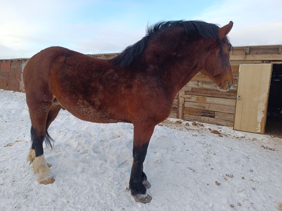 Продам Жеребец Владимирский тяжеловоз