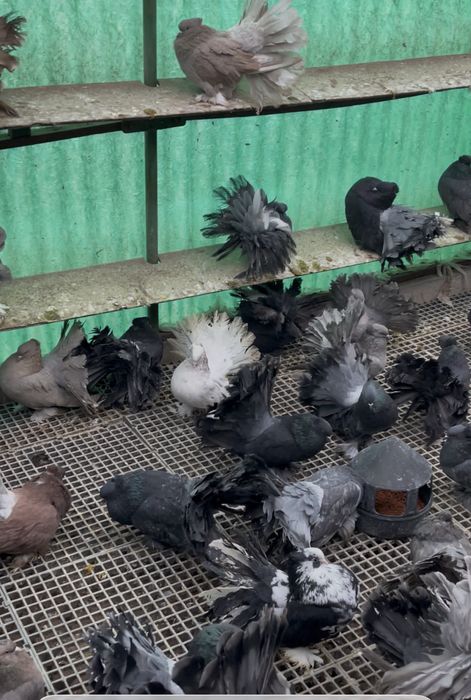 Porumbei Voltati Indieni