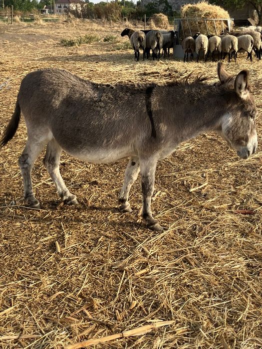 Vând doua măgărițe gestante și un măgar