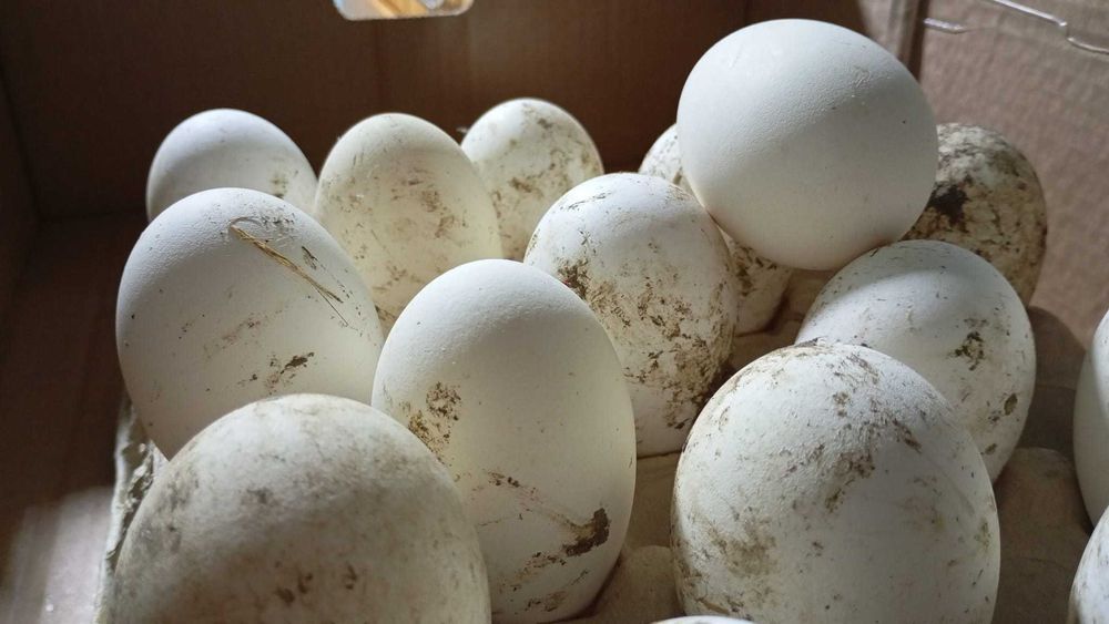 oua gasca africana pentru incubat