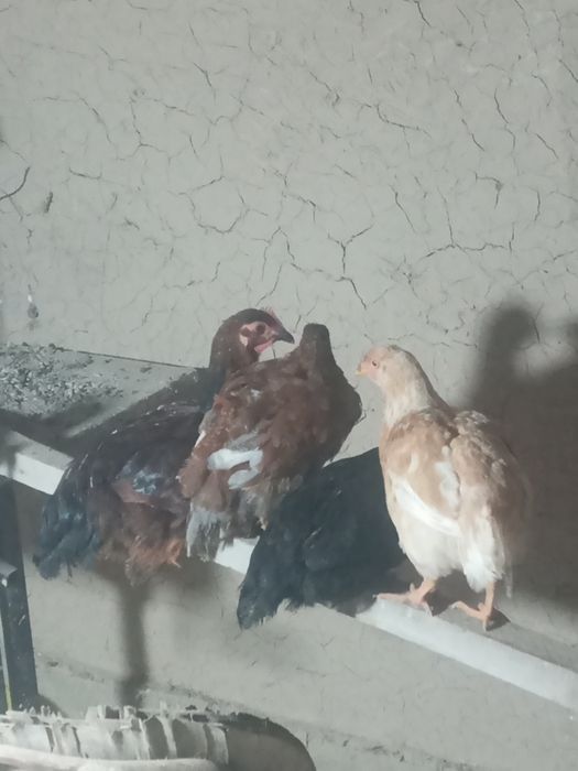 Товуклар ва хурозлар сотилди