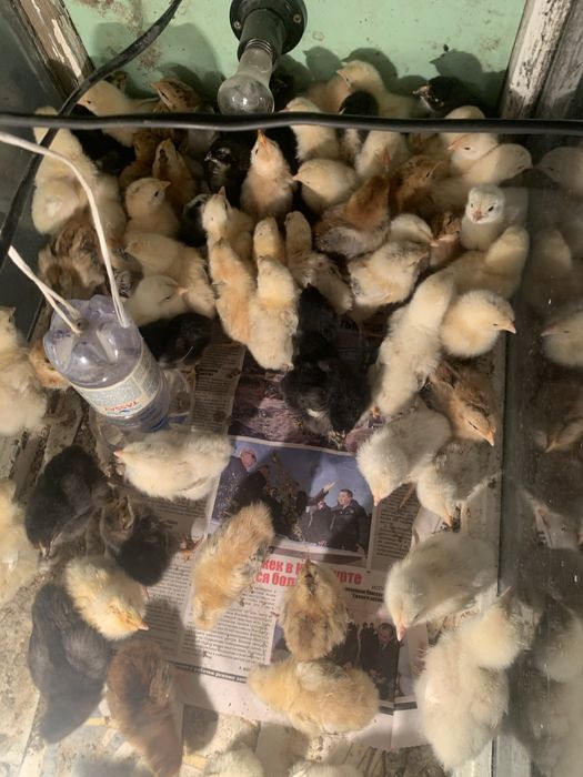 Инкубатор автоповоротам  бу