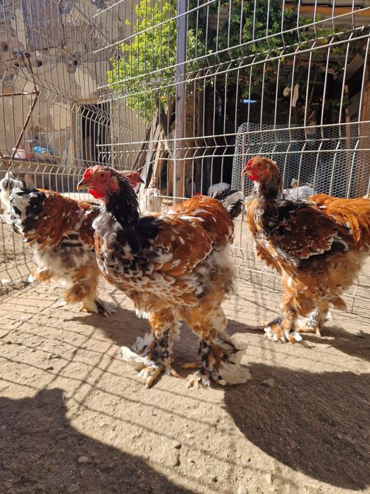 Cocosi brahma de vanzare
