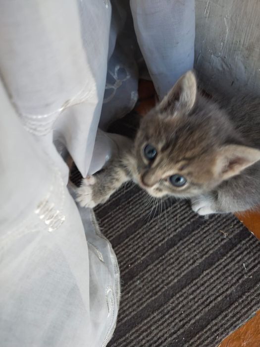 Отдаём котят в добрые руки