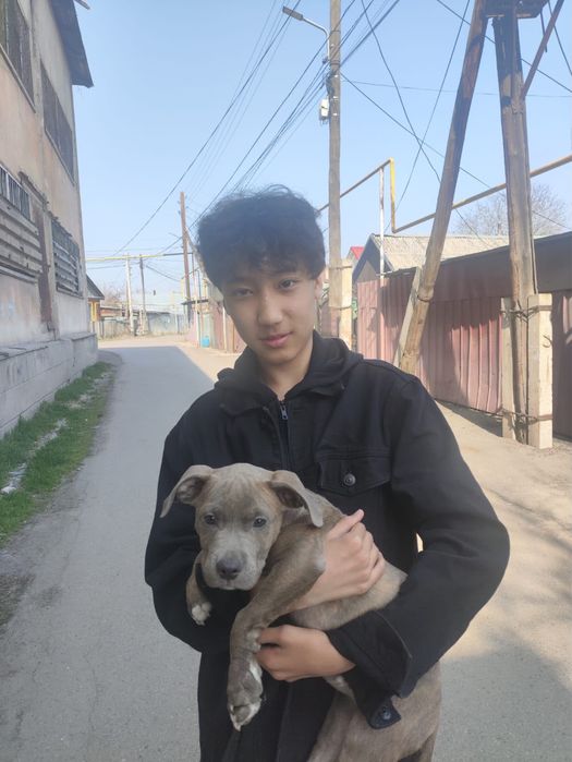 Продается собака Стаффорд