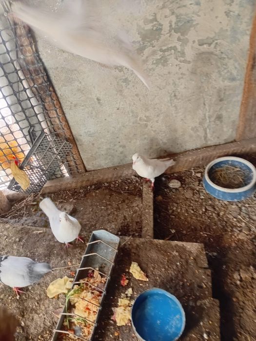 Продаются  голуби