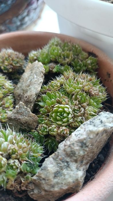 Суккулент - Молодило (Sempervivum)