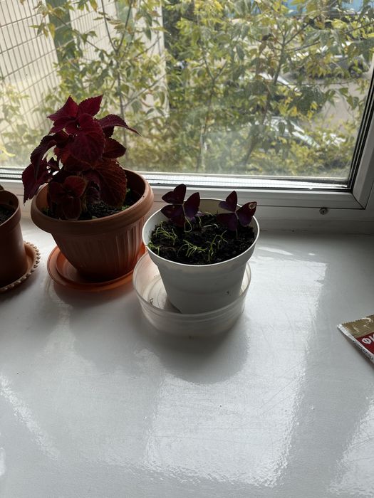 Комнатные растения, для дома