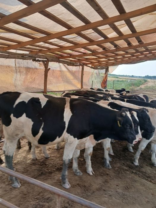 Vitei de carne  taurasi ne încărcați