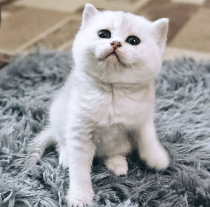 Котята британской шиншиллы