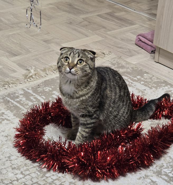 Отдам кошку девочку в добрые руки