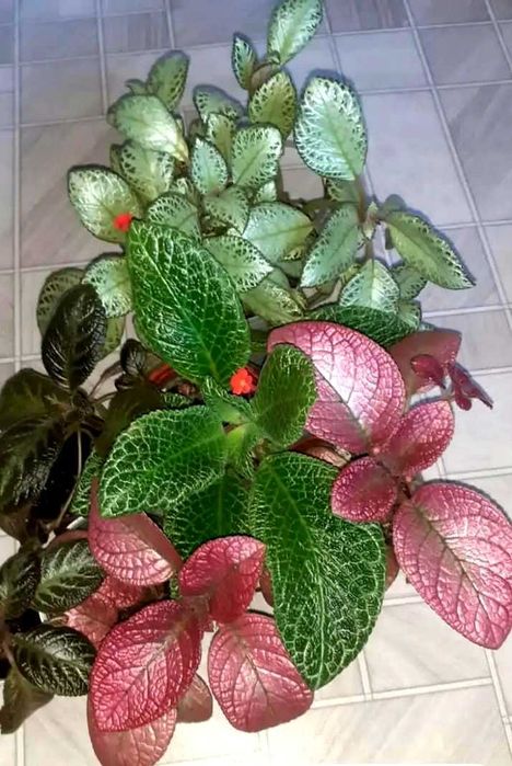 Продам эписции...