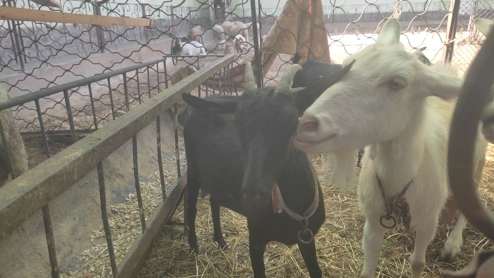 Мурсия ечкиси сотилади