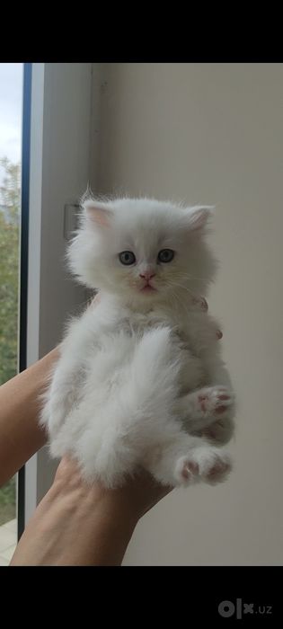 Скоттиш хайленд страйт, девочки