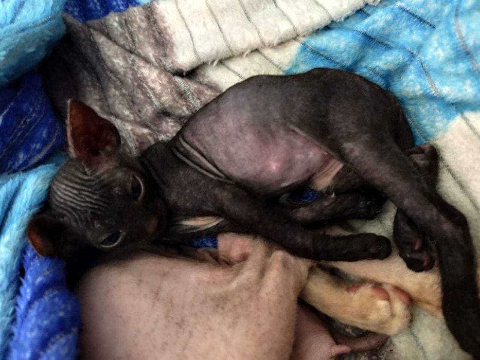 Котенок Донской Сфинкс