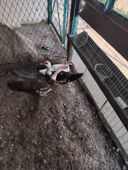 Продам индоуток и селезнеи.