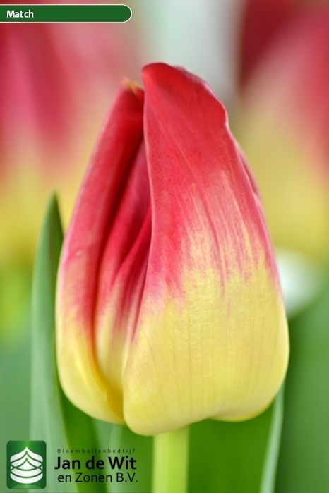 Тюльпаны оптом на 8е марта 2026го года