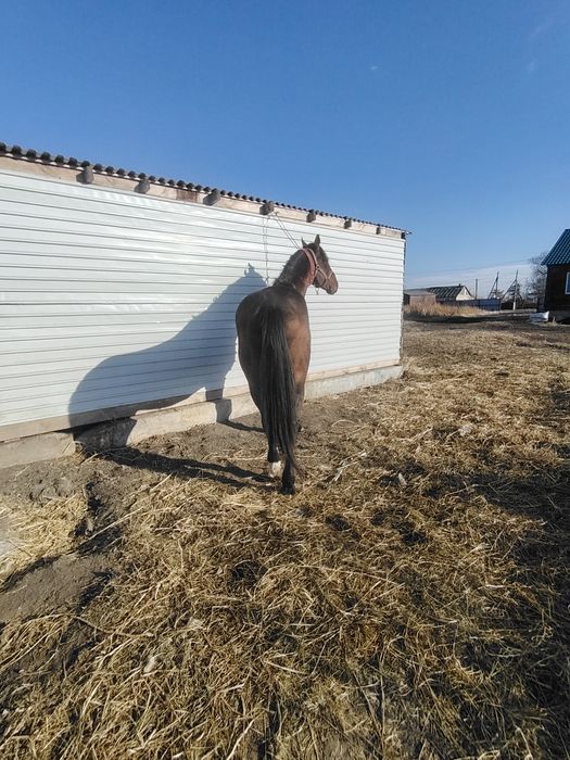 Продам жеребца 5лет полукрове