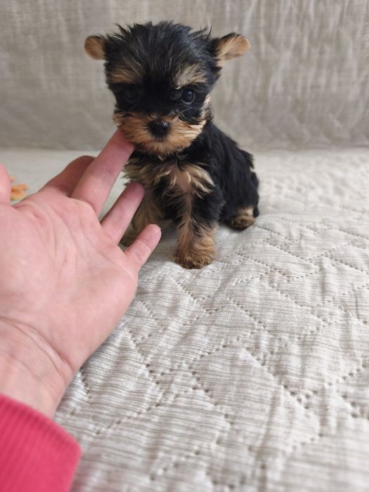 Йоркширски териер