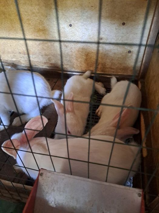 Хикол 3 йарим ойлик самка 2 та  самес 6  та 150 минг дан