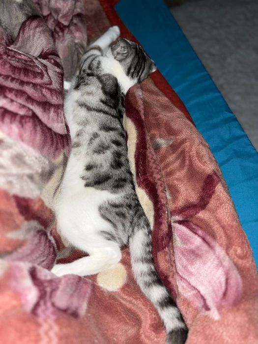 Тегін мысық бере салам