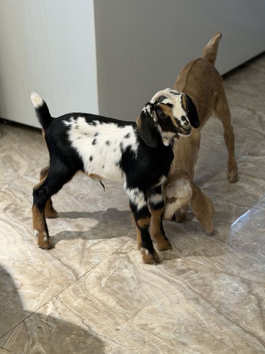 Козлик Альпонуб!