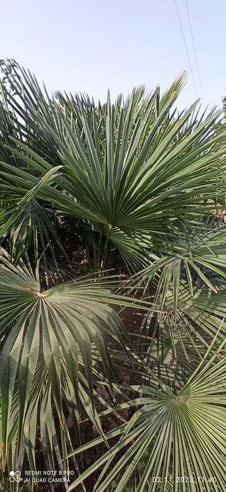 Палма трахкорпус сотилади