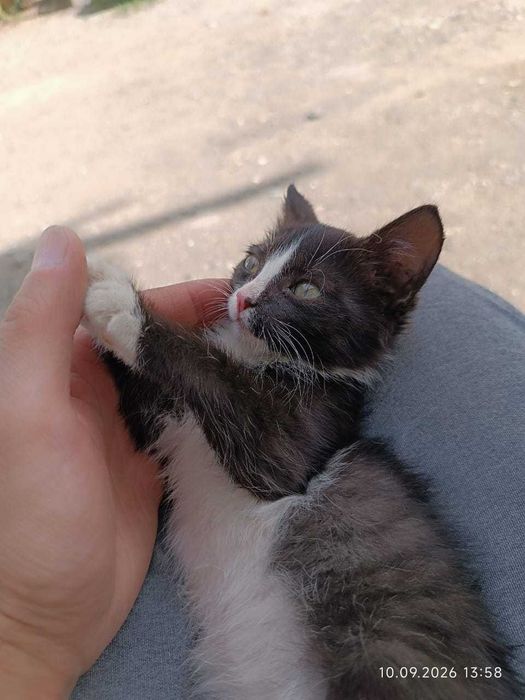 Котята, добрым людям. Даром