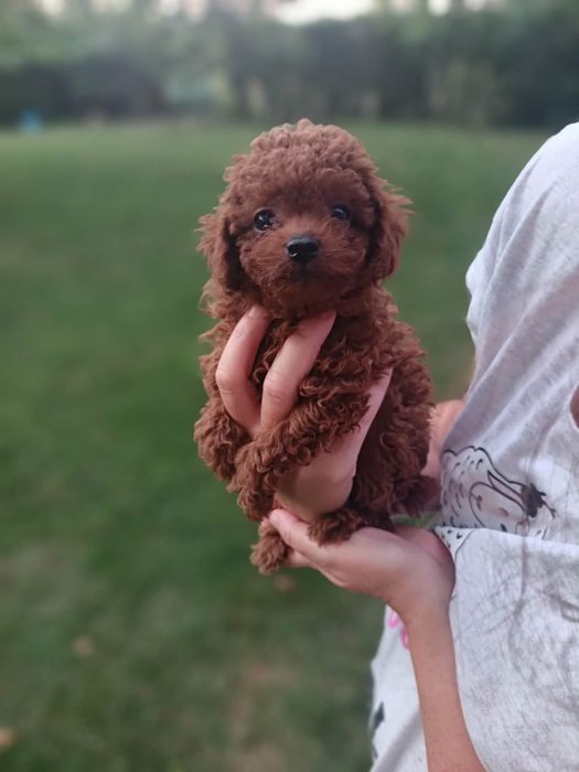 Пудел той/poodle toy