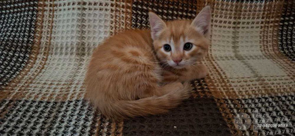 Отдам котят. Два мальчика и девочка