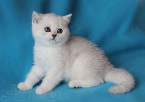 Британцы шиншилла серебро